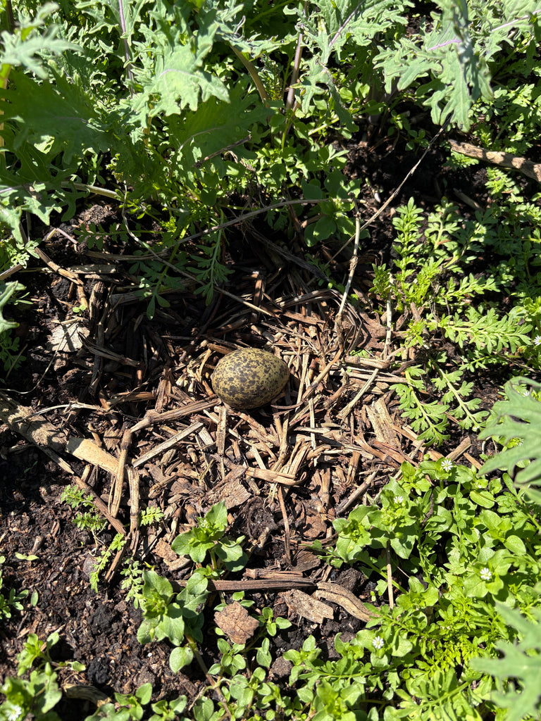 Precarious Plover Nests and Recipe Ideas for your Veggie Box – Five ...